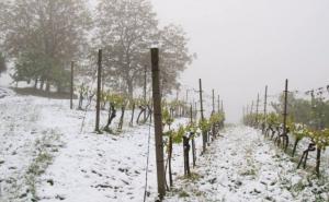 Niske temperature i mraz uništili plantaže vinograda