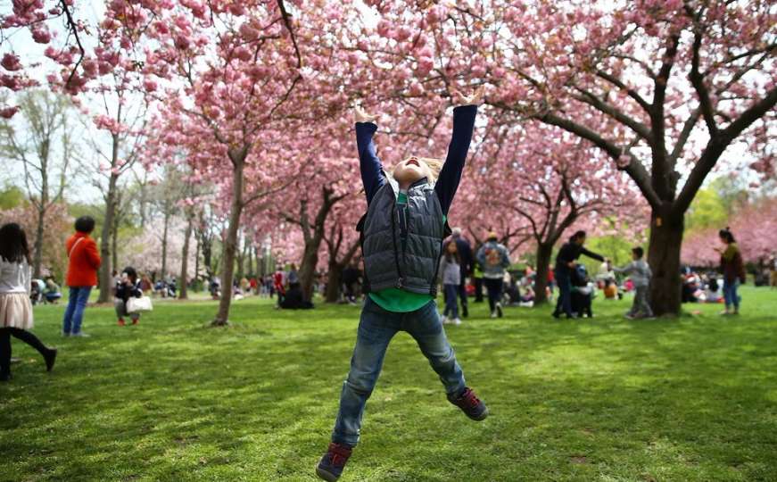 Buđenje prirode: Cvjetovi japanske trešnje mame uzdahe turista