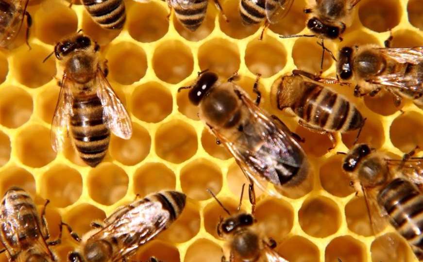 Mladići mjesec dana krali košnice sa pčelama