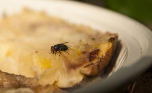 Upozorenje naučnika: Nikada ne jedite hranu po kojoj je prošetala muha