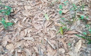 Možete li na ovoj fotografiji pronaći zmiju?