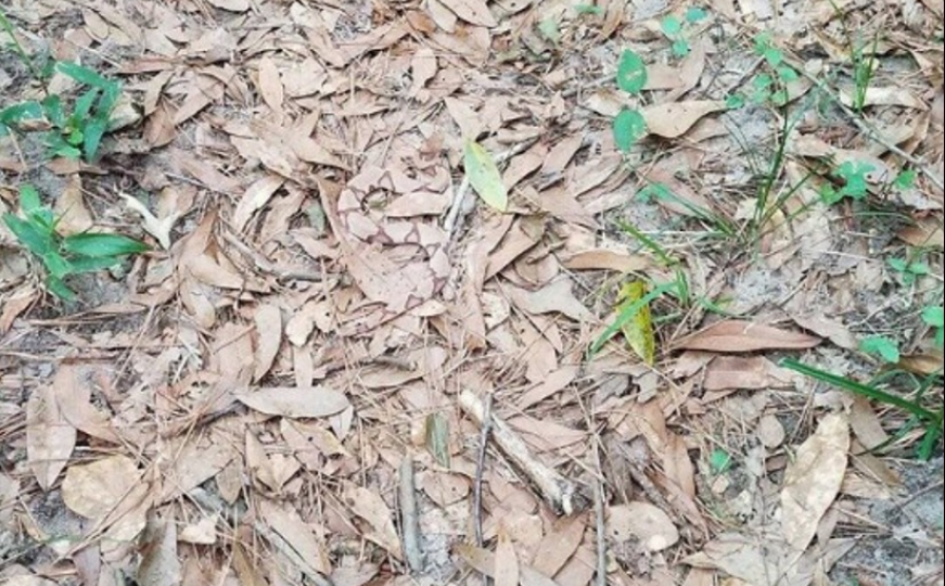 Možete li na ovoj fotografiji pronaći zmiju?