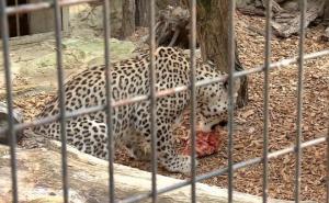Leopard napao majku s djecom dok su odmarali ispred kuće
