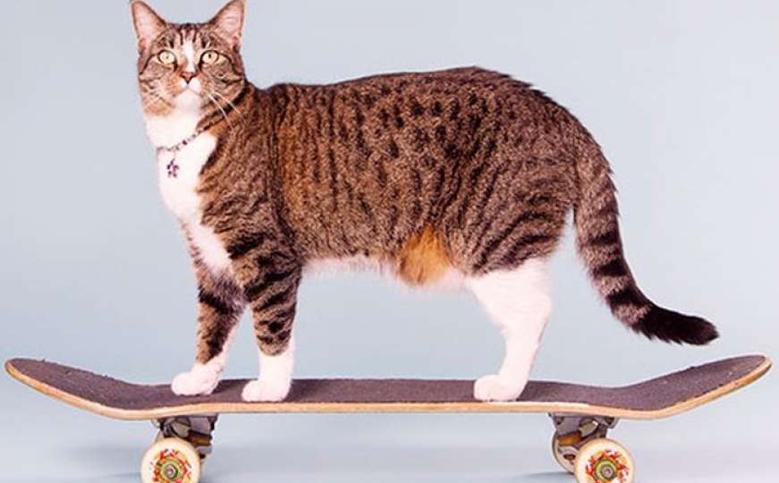 Didga je supermačka: Vozi skateboard, preskače pse i jede meso kengura