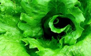 Zelena salata lijek za mnoge bolesti, a odlična i za mršavljenje