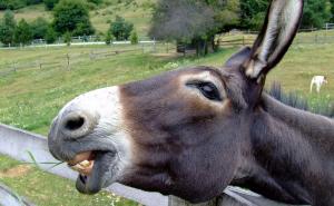 Samo u BiH: Dresirali magarca da postane lopov