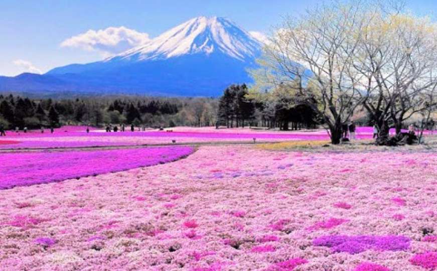 Shibazakura: Japanci uživaju u najljepšem cvjetnom tepihu