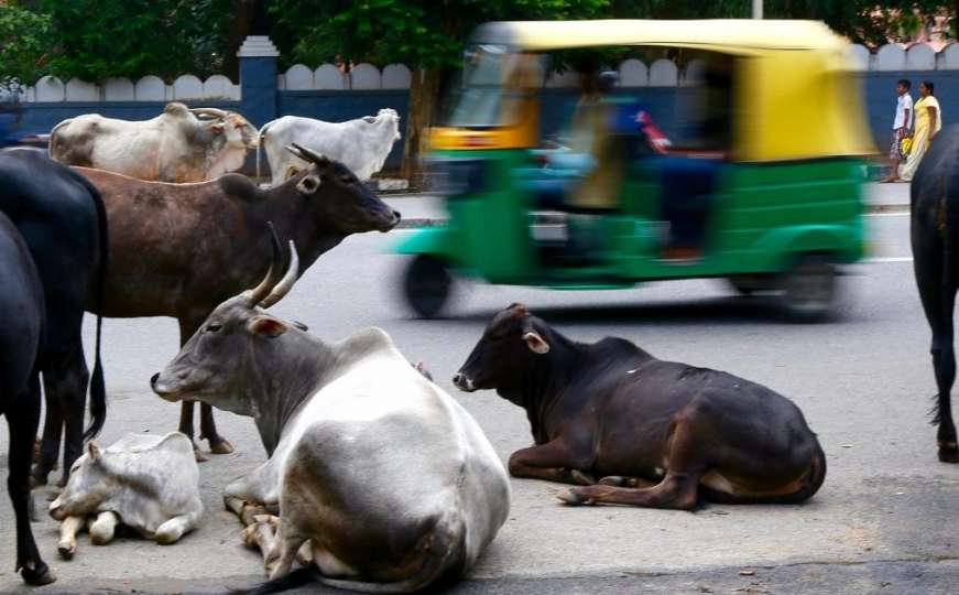 Hindusi nasmrt pretukli muslimane  jer su željeli zaklati kravu