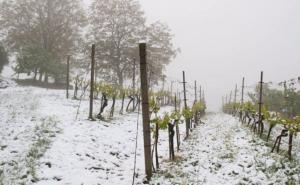 Hercegovački vinogradari traže proglašenje elementarne nepogode