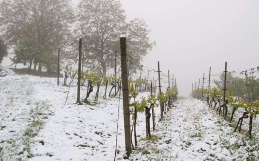 Hercegovački vinogradari traže proglašenje elementarne nepogode