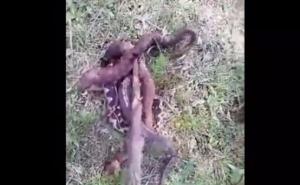 Neustrašivi Bosanac jednim potezom ubio četiri poskoka