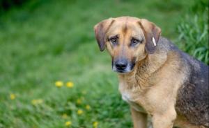 Apel za hitnu inicijativu zaustavljanja okrutnosti u prihvatilištu Prača