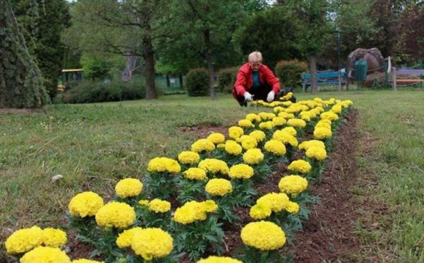 Radnici "Parka" zasadima cvijeća ukrasili Pionirsku dolinu