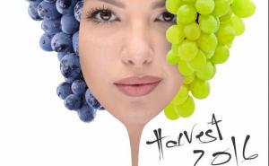 Ekskluzivna festivalska večera u restoranu 4 sobe gospođe Safije