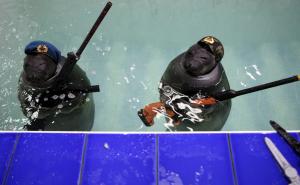 Rusi uvježbali tuljane da drže oružje, pucaju, podižu zastavu...