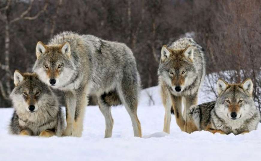 Nevjerovatno: 14 vukova napravilo "čudo" u Yellowstoneu i šokiralo naučnike