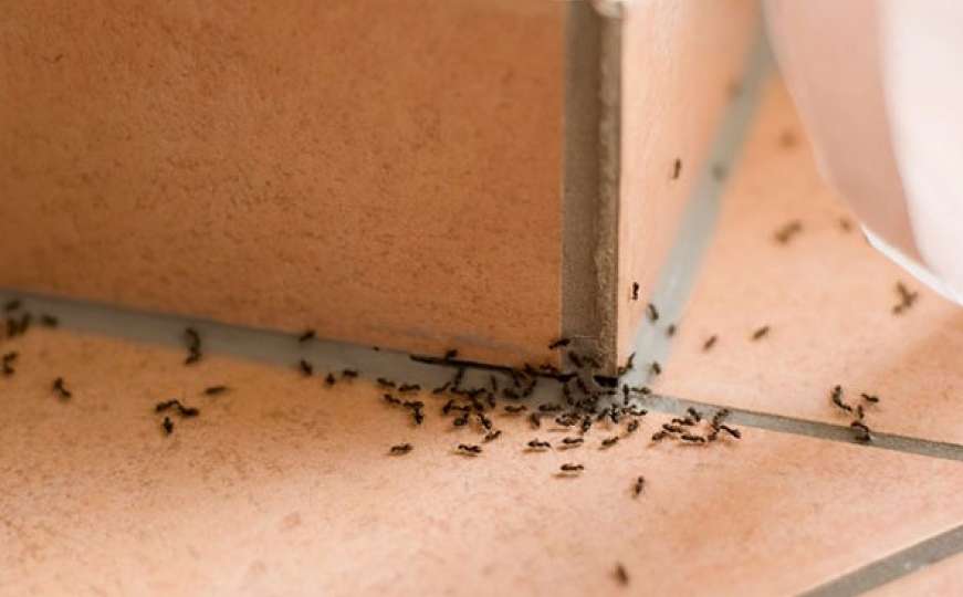 Kako se riješiti mrava, žohara, buba i komaraca