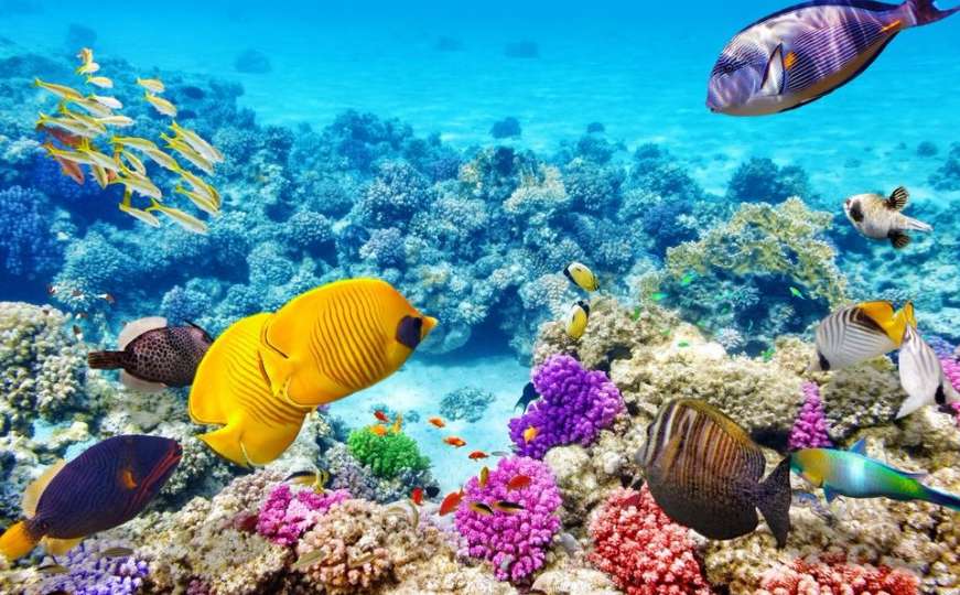 Alarm stručnjaka zbog izumiranja koralja na Sredozemlju
