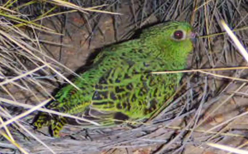 Ornitolozi pronašli pticu za koju su mislili da je izumrla prije 100 godina