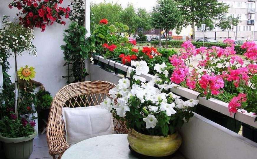 Vodič za balkonsko cvijeće: Koje biljke vole jako sunce, često zalijevanje...
