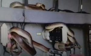 Jeziv prizor u trafostanici: Zmije napale uređaje