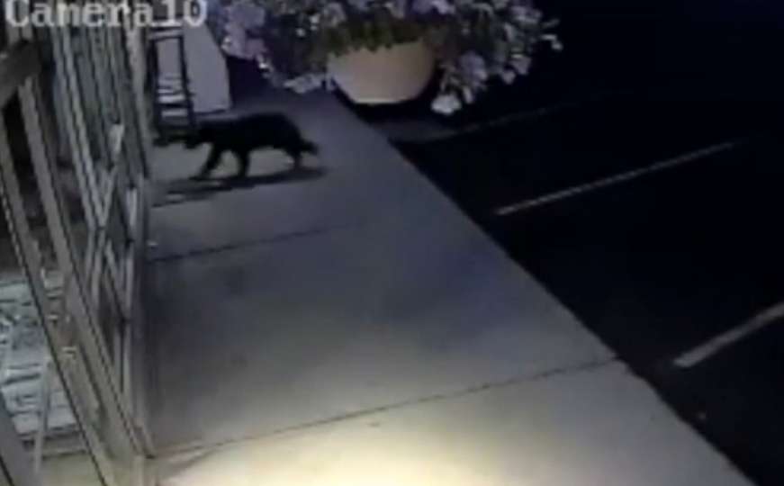 Snimka medvjeda koji pokušava provaliti u trgovinu osvojila internet