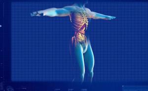 Dvanaest mitova o ljudskom tijelu u koja ste možda vjerovali