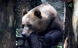 Skender-Vakuf: Medvjed na njivi usmrtio kravu 