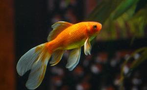 Zašto je dobro imati zlatnu ribicu u kući i šta simbolizira 