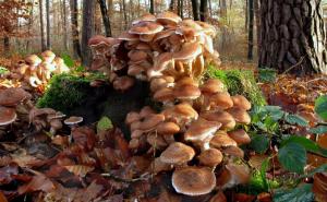 Najveći organizam na svijetu nije plavi kit, već medna gljiva