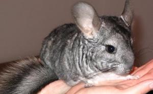 Zabrana uzgoja životinja u BIH u svrhu proizvodnje krzna tek od 2028. 