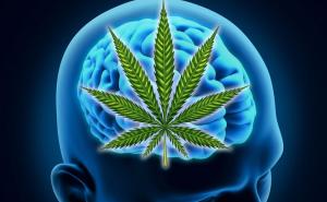 Travom protiv neznanja: Inteligentniji ljudi skloniji konzumaciji marihuane