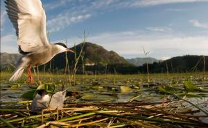 Ako se ne zaštiti, Hutovo blato nestat će za 35 godina