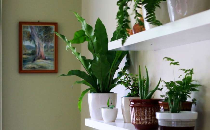 Uklanjanju negativnu energiju i donose sreću: Biljke koje trebate imati u domu