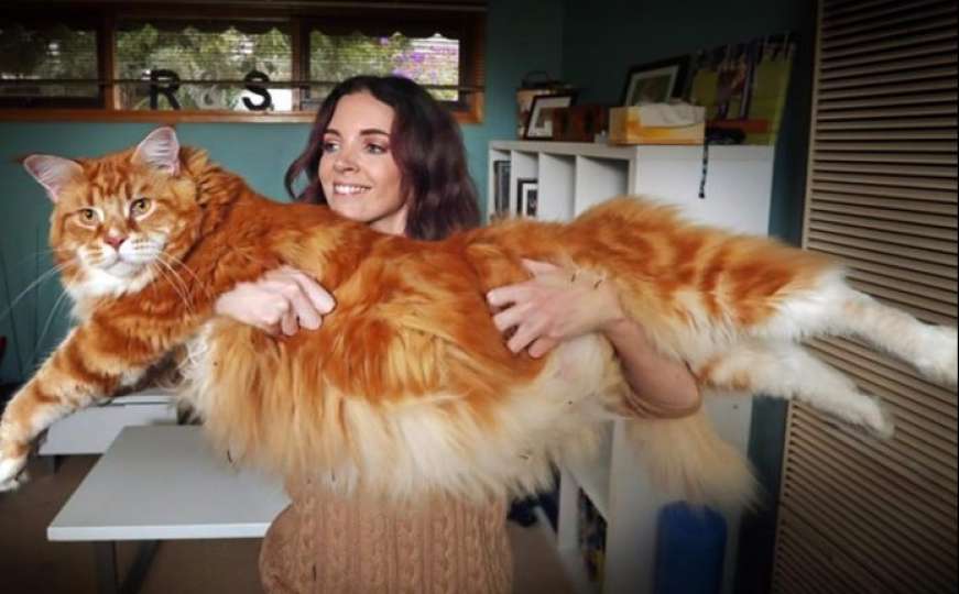Upoznajte Omara, najdužeg mačka na svijetu