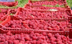 Malinari se nadaju da cijena otkupa neće biti ispod tri KM