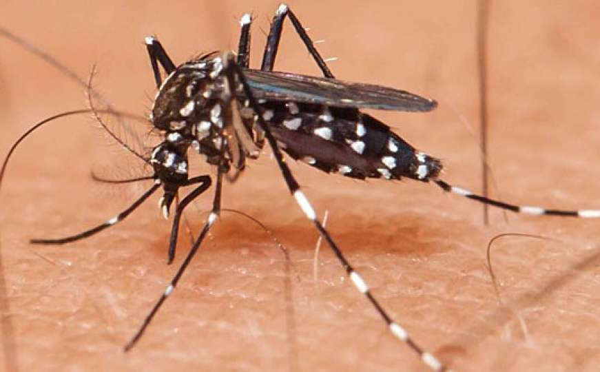 Zika virus registriran u Indiji, WHO poziva vlasti na mjere opreza
