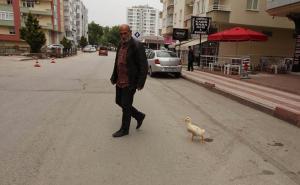 Neobično prijateljstvo: Pače sa vlasnikom odlazi na posao, pijacu, trgovinu...