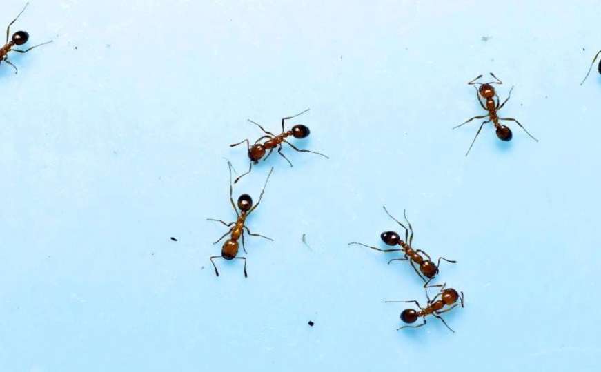 Riješite se muha, mrava, crva i raznih insekata u nekoliko koraka