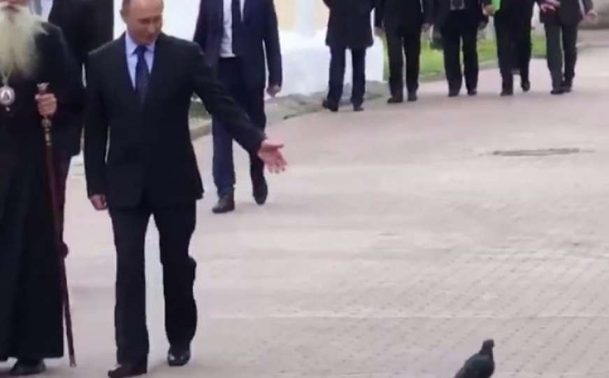 Snimak na kojem golub otpozdravlja Putina je viralni hit