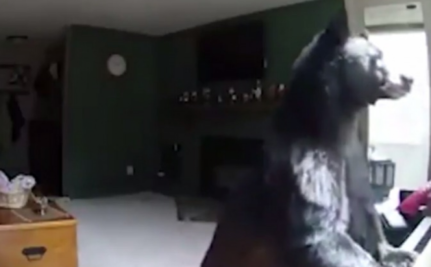 Medvjed provalio u kuću, kamera ga uhvatila za klavirom