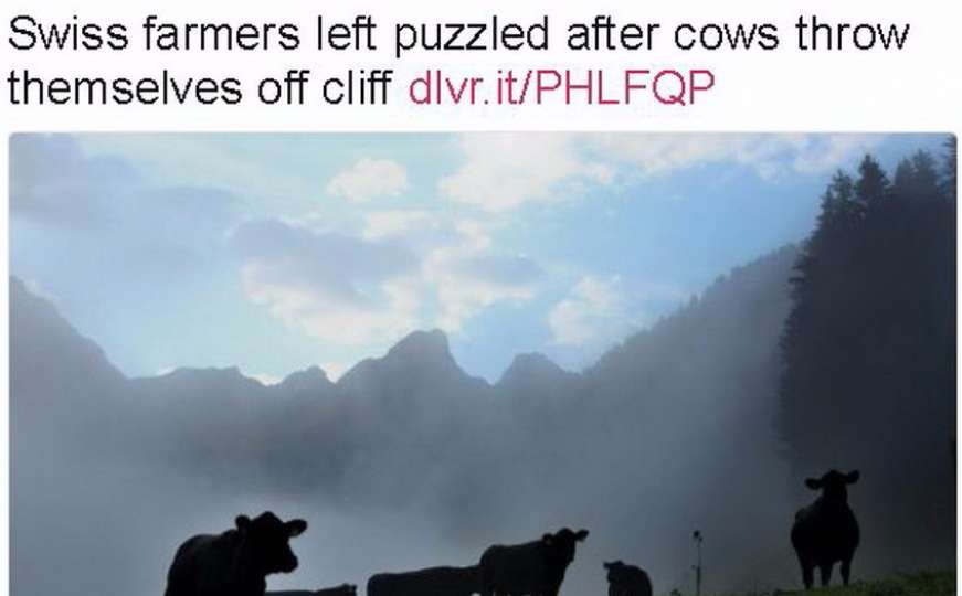 Naučnici zbunjeni: 13 krava skočilo s litice