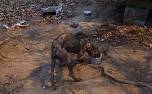 Pas koji je četiri godine bio svezan za drvo pronašao novi dom