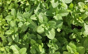 Biljka koja će otjerati dosadne komarce i ostale insekte 