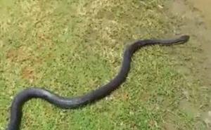 Hrabra žena uhvatila zmiju jastučnicom 