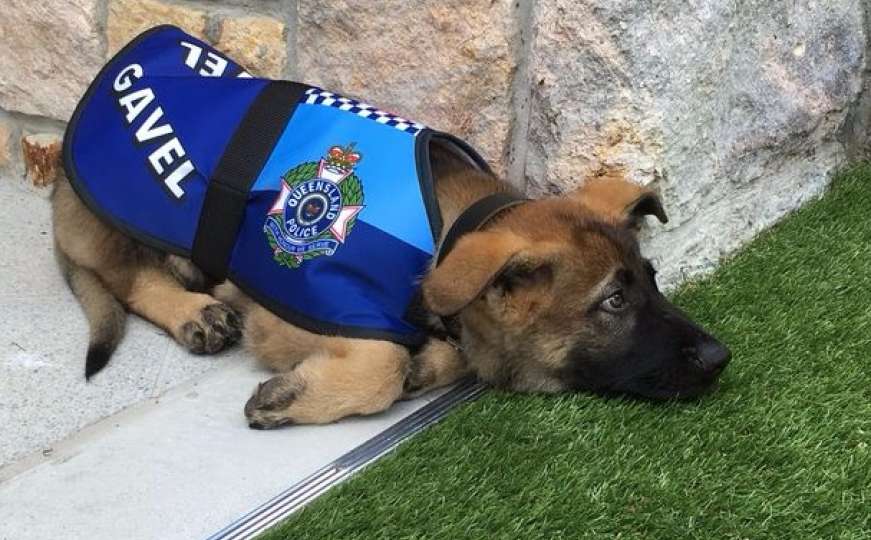 Nije postao policijski pas jer je previše dobar