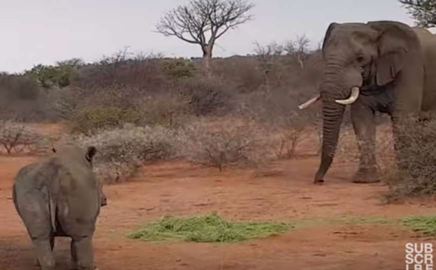 Dramatična borba slona protiv tri nosoroga
