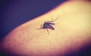 Kako da se izborite s dosadnim komarcima