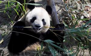 Velika panda Shin Shin nakon pet godina ponovo rodila mladunče