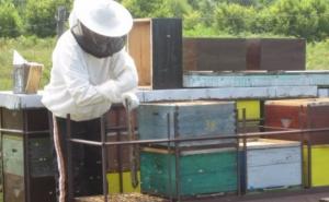 Zbog masovne krađe pčelinjaka, formiran specijalni tim policajaca